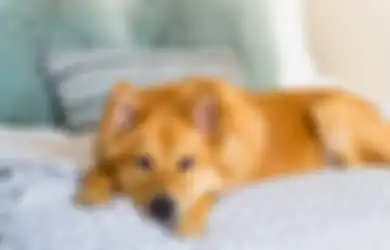 Anjing Piaraan Terlihat Menangis