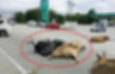 Tragis, Konvoi Motor Diserang 30 Sapi di Jalan Raya dan Satu Orang Koma