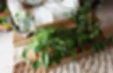 Akar Busuk Ancaman Serius Tanaman Indoor, Penyebab dan Cara Mengatasi