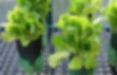 3 Keuntungan Berkebun Hidroponik dan Langkah Mudah Memulainya