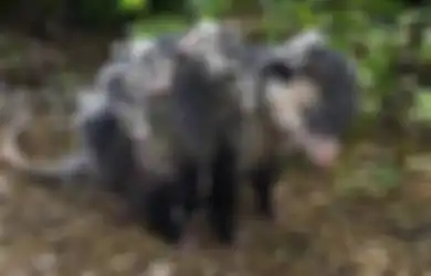 10 Fakta Hewan yang Akan Membuat Anda Sedih, Salah Satunya Lolongan Sepi Serigala