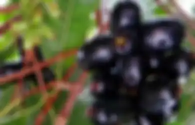 Jamblang, Si Ungu dengan Kandungan Antioksidan Tinggi dan Cocok untuk Penderita Kencing Manis
