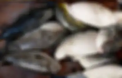 1 Keluarga di Probolinggo Keracunan Karena Makan Ikan Buntal, Tapi di Jepang Jadi Makanan Super Enak