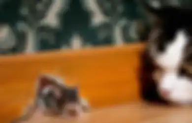 Ingin Usir Tikus di Rumah Anda, Yuk Lalukan 4 Trik Mudah Berikut Ini