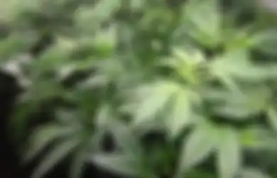 Demi Obati Ibunya yang Terbaring Sakit, Pria Ini Nekat Tanam Ganja di Rumahnya: Benarkah Ganja Membantu Penderita Diabetes?