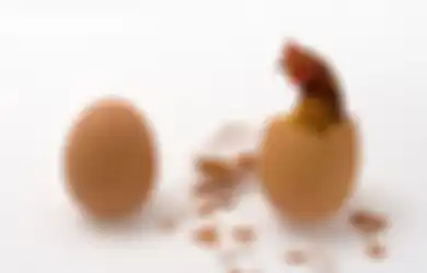 Duluan Ayam atau Telur? Sains Akhirnya Ungkap Mana yang Lebih Dulu