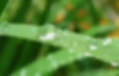 Air Hujan Ternyata Bermanfaat Bagi Tanaman Lebih Baik dari Air Ledeng!