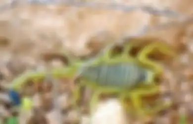 Cairan Racunnya Justru Bisa Bikin Orang Kaya Mendadak, Inilah Kehebatan Kalajengking Emas, Harta Berharga dari Israel