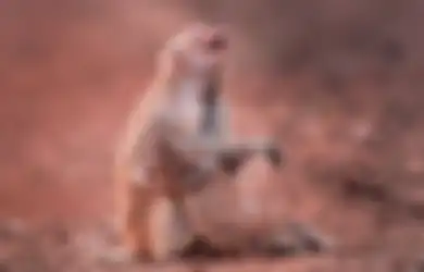 Induk Monyet Ini Menangis Histeris Sambil Memeluk Anaknya yang ‘Mati’, Tapi Akhir Ceritanya Malah 'Lucu'