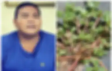 Fahmi Bo Terserang Stroke: Meski Sering Dianggap Gulma, Tanaman Liar Krokot Ternyata Ampuh Obati Stroke