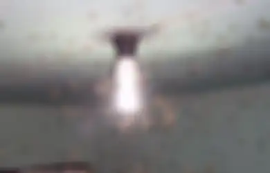 Laron Memiliki Kebiasaan Mengerubuti Lampu, Ternyata Alasan Dibaliknya Menyedihkan!