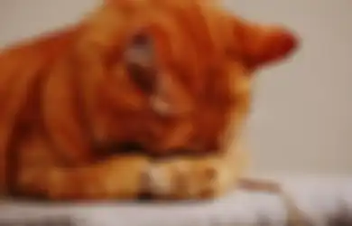 Cara Mengatasi Bau Kotoran Kucing yang Tercium di Dalam Rumah, Dijamin Mudah dan Murah!