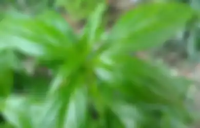 Sebelum Bronkitis Menjadi Radang Paru-paru, Sembuhkan dengan Obat Alami Ini