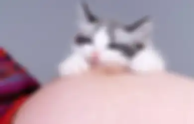 Sedang Hamil? Menjauhlah dari Kucing Bila Tidak Ingin Kehamilan Bermasalah