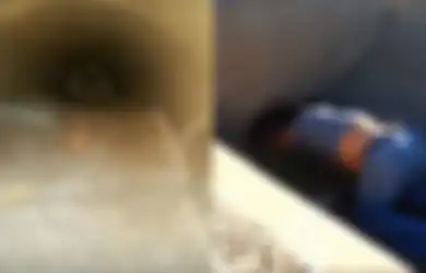 Seekor Anjing Menggonggong di Saluran Pembuangan dengan 'Ganjil', Ketika Seseorang Memeriksa Dia Terkejut Bukan Main!