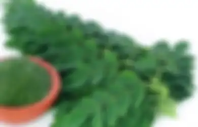 Ini 16 Manfaat Tanaman Obat Daun Kelor Tidak Hanya Cegah Kenker, Termasuk Obati Keluhan Perut dan Diabetes, Tapi Hati-hati Efek Sampingnya