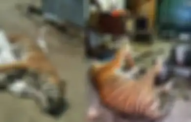 Nasib Tragis Harimau di Peternakan Ilegal, Setiap Bagian Tubuhnya Dipotong-potong untuk Kemudian Dijual Seharga Ini
