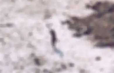 Misteri Pulau Sentinel: Catatan Marco Polo dan Penjelajah Dunia Ungkap Betapa Mengerikannya Pulau Tersebut