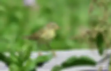Meski Ukuran Tubuhnya Mungil, Burung Ini Mampu Terbang Lintas Benua Hingga Ribuan Kilometer