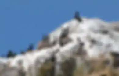 Kotoran Burung Ini Jadi Sumber Pendapatan Terbesar Peru, Sekaligus Pemicu Perang dengan Amerika Serikat