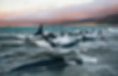 Ratusan Paus Meneteskan Air Mata Untuk Mati Bersama di Tepi Pantai