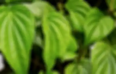 Ampuh! Begini Cara Atasi Bau Kaki Enggak Sedap dengan Daun Sirih