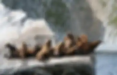 Duh, Undang-undang Ini Izinkan Orang Bunuh Singa Laut untuk Lindungi Ikan Salmon