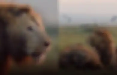 (Video) Singa Ini Hampir Tewas Dikeroyok 20 Hyena, Aksi Penyelamatan Sepupunya Bikin Netizen Menangis