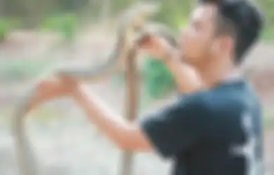 Viral Ular Kobra Tak Bergerak Selama 4 Tahun, Begini Respon Panji Petualang