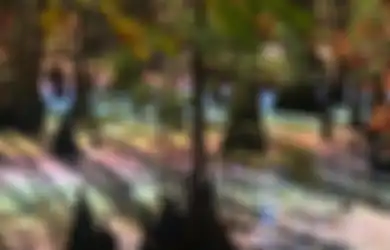 Berkilau Bak Hologram, Permukaan Rawa ini Memancarkan Warna Pelangi
