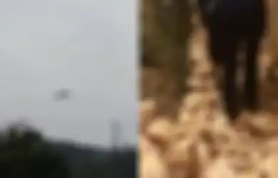 Takut Mendengar Suara Helikopter Terbang Rendah, 364 Ayam Peternakan ini Mati!