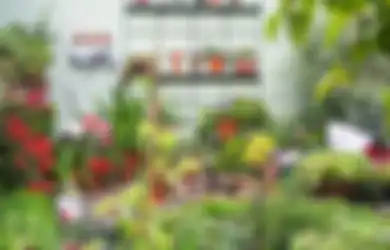 Inilah 7 Pilihan Tanaman untuk Taman Hemat, Harganya Mulai Rp 5 Ribu
