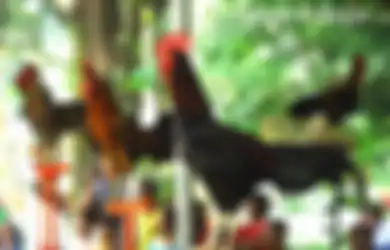Memelihara Ayam di Rumah Sama Saja dengan 'Memelihara' Bom Waktu dengan Kekuatan Mematikan