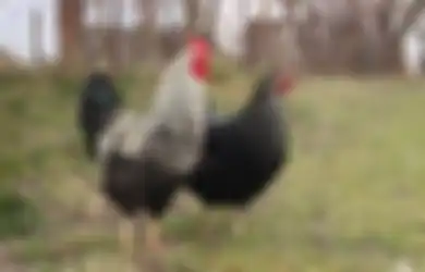 Wah, Memelihara Ayam di Rumah Ternyata Sama Saja dengan 'Memelihara' Bom Waktu dengan Kekuatan Mematikan, Simak Selengkapnya!