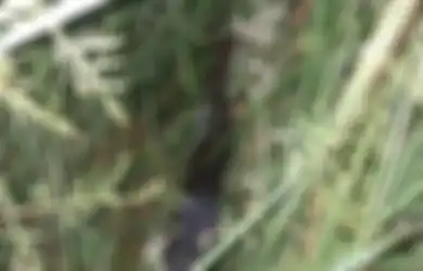 Petani di Sumsel Tembak Teman Sendiri Setelah Mengira Semak-semak Bergerak adalah Babi Hutan