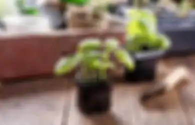 Ini Caranya Tingkatkan Kualitas Udara dalam Ruangan Anda, Salah Satunya Cukup dengan Minyak Esensial