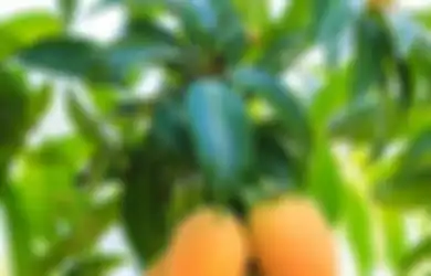 Kabar Gembira Bagi Seluruh Warga Indonesia, Ternyata Daun Mangga Punya 7 Manfaat Luar Biasa Ini, Termasuk Obati Diabetes