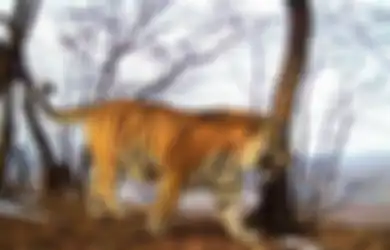 Muncul Dari Hutan dengan Kondisi Terluka, Harimau Ini Memelas Minta Bantuan Manusia, Kisahnya Bikin Haru