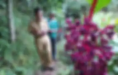 Buah Parijoto, 'Warisan' Sunan Muria yang Dianggap Bisa Atasi Masalah Sulit Hamil