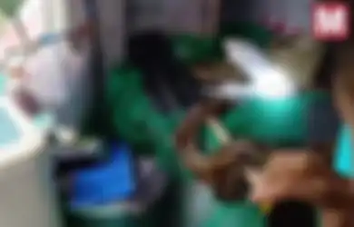 Ular Piton Sepanjang 4 Meter Lepas dari Kandangnya, Lalu Ditemukan di Tumpukan Cucian Setelah Melahap yang Ditemuinya