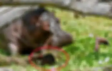 Di Antara Hidup dan Mati, Nelayan Ini Harus Berjibaku dengan Kuda Nil yang Menyerangnya, Seorang Fotografer Mengabadikannya