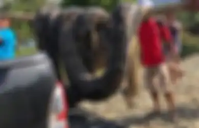 Diam dan Mematikan, Inilah Rahasia Ular Piton Membuat 'Mangsa Manusia' Sekalipun Tidak Berkutik dalam Cengkeramannya