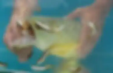 Beli Ikan Arwana dengan Harga Murah, Pria Ini Kaget Lihat Mulut Ikan Itu Tertutup, Dikira Sudah Mati Ternyata Isi Mulut Ikan Tersebut Langsung Membuatnya Kaya Mendadak