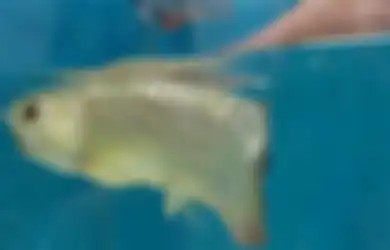 Takut Ikan Arwana yang Dibelinya Mati karena Mulutnya Tak Mau Terbuka, Setelah Dibuka Paksa Pria Ini Terkejut Melihat Isinya, Langsung Kaya Mendadak!