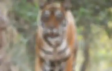 Orang Ngopi Diterkam Harimau Hingga Warga Ditemukan Tewas, Inilah Kisah Teror Harimau di Sumatera