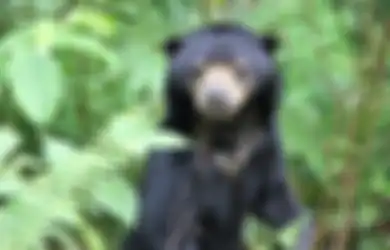 Curiga Delapan Ekor Beruang Hitam Berkerumun di Tepi Kolam Kebun Binatang, Seorang Pengunjung: Ada Seseorang