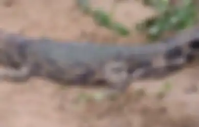 Lagi, Buaya Terkam Warga di NTT Saat Sedang Mencari Udang, Hanya Tersisa Beberapa Potongan Tubuh Korban