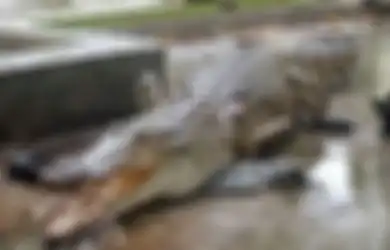 Demi Selamatkan Nyawa Anaknya, Seorang Ayah Asal Filipina Nekat Bergulat hingga Menggigit Buaya Buas dengan Mulutnya!