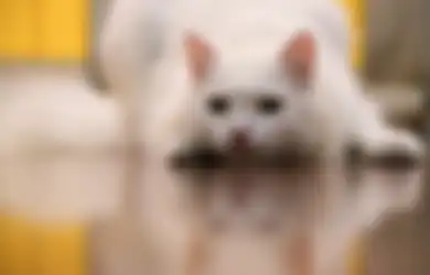 Hati-hati, Parasit yang Disebarkan Kucing Ternyata Bisa Menyebabkan Skizofrenia pada Manusia