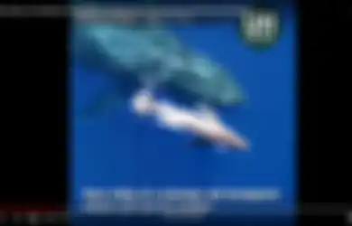 (Video) Detik-detik Paus Bungkuk Melahirkan dan Terekam Kamera Drone